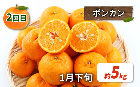 みかん定期便 訳あり 柑橘定期便 全3回 杉本屋 先行予約 わけあり 完熟みかん 柑橘 みかん ポンカン 不知火 完熟 温州みかん mikan 早生温州 温州 柑橘 蜜柑 産地直送 数量限定 国産 愛媛 宇和島 B030-143013