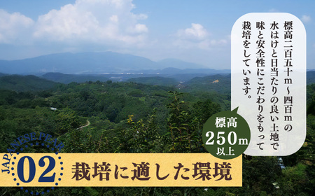 梨子本農園 の 梨 （ 二十世紀 ）約 3kg | フルーツ 果物 くだもの 梨 なし ナシ 奈良県 五條市 家庭用 自宅用 産地直送 農家直送 国産 人気 送料無料 甘い 酸味 ベスト グルメ お取り寄せ 10月 9月 順次発送 秋 旬 味覚 有機肥料 こだわり 安全 多汁 ジューシー シャリシャリ シャキシャキ みずみずしい 果肉 果実 おすすめ