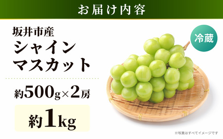 【先行予約】坂井市砂丘地のシャインマスカット 約500g×2房入り（合計：約1kg）化粧箱入り 【2026年8月中旬以降順次発送予定】【マスカット ブドウ ぶどう 葡萄 果物 くだもの フルーツ 果実 新鮮 産地直送 国産 ギフト 贈り物 贈答】 [A-19105]