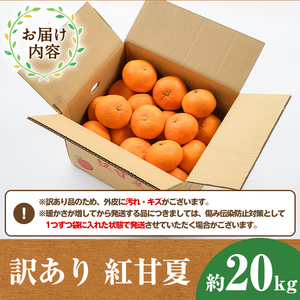 Ayaco☆　紅プリ4kg+訳ありせとか8kgぐるりん 先行予約受付中！2027年1月中旬以降順次発送予定＞訳あり紅甘夏(約20kg