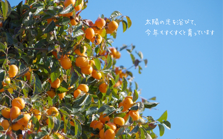訳あり 太秋柿 約2kg | フルーツ 果物 くだもの 柿 かき カキ 熊本県 玉名市