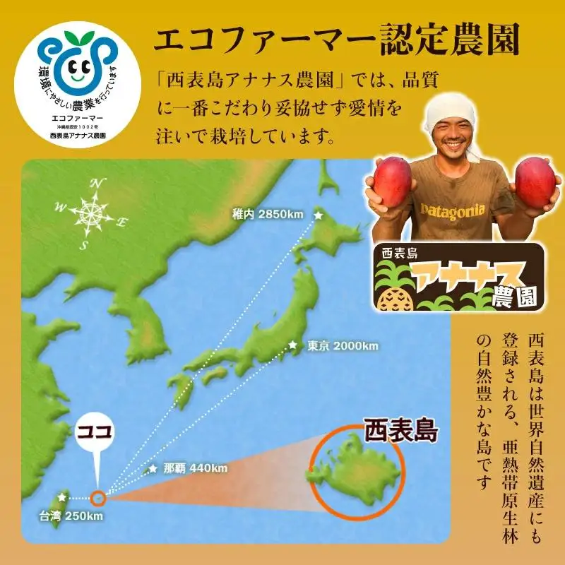 【訳あり】 アップルマンゴー 約1kg 2～4玉 