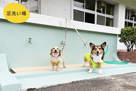 マメノキドッグパーク　ドッグラン 回数券 11回分（犬1匹＋人1人）