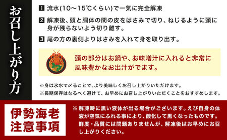 天然伊勢海老 千葉県勝浦産 生冷活〆 大サイズ 500gUP×3尾 計1.8kg 【刺身OK】 贈答 株式会社串浜水産《90日以内に出荷予定(土日祝除く)》【配送不可地域あり】（離島）【1498739】| 伊勢海老 伊勢海老 伊勢海老