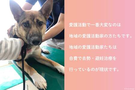愛護支援、去勢・避妊治療支援 10万円 [Animal Care Salvation 福岡県 筑紫野市 21761395]