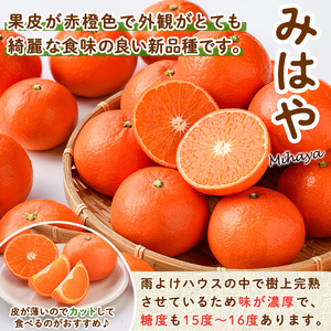 ＜先行予約受付中！2027年1月中旬から2月中旬の間に順次発送予定＞みはや(約5kg)みはや(約5kg)ハウス 樹成 完熟みかん 蜜柑 柑橘 かんきつ フルーツ 果物 くだもの【111600100】【永木農園】