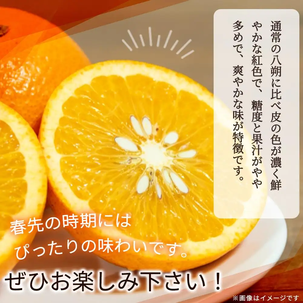 紀州有田産木成り完熟紅八朔8kg［先行予約］［UT62］