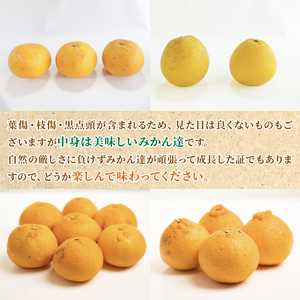 【定期便4回】 訳あり 季節の柑橘4種 各5kg 合計 20kg ポンカン 不知火 甘夏 河内晩柑   柑橘 みかん 果物 フルーツ ゼリー アイス ジュース 定期便  フルーツ定期便 和製 グレープフルーツ 夏文旦 ぽんかん 旬の果物 旬のフルーツ 愛南町 愛媛県 愛南フルーツ