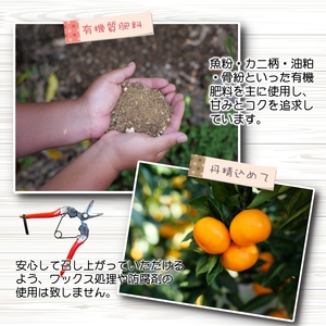 青切り みかん 10kg / 極早生 極早生みかん 温州みかん 甘い 家庭用 和歌山 柑橘 ※2026年9月下旬～10月順次発送 ※北海道・沖縄・離島への配送不可【nuk001-r-10C】