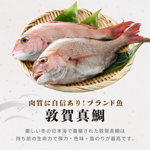 海鮮丼の素 敦賀真鯛 × Sio昆布ワサビ 5食セット [069-a021] 