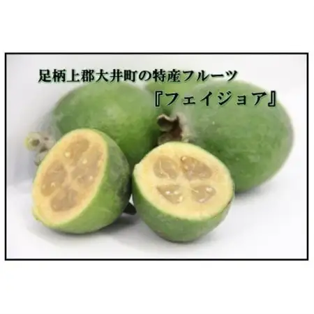 【大井町産フェイジョア使用】ふぇいじょああいす　6個入り_菓子・スイーツ アイス・ジェラート  _【配送不可地域：離島】【1499858】