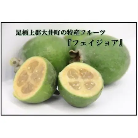 【大井町産フェイジョア使用】ふぇいじょああいす 10個入り_菓子・スイーツ アイス・ジェラート  _【配送不可地域：離島】【1499871】