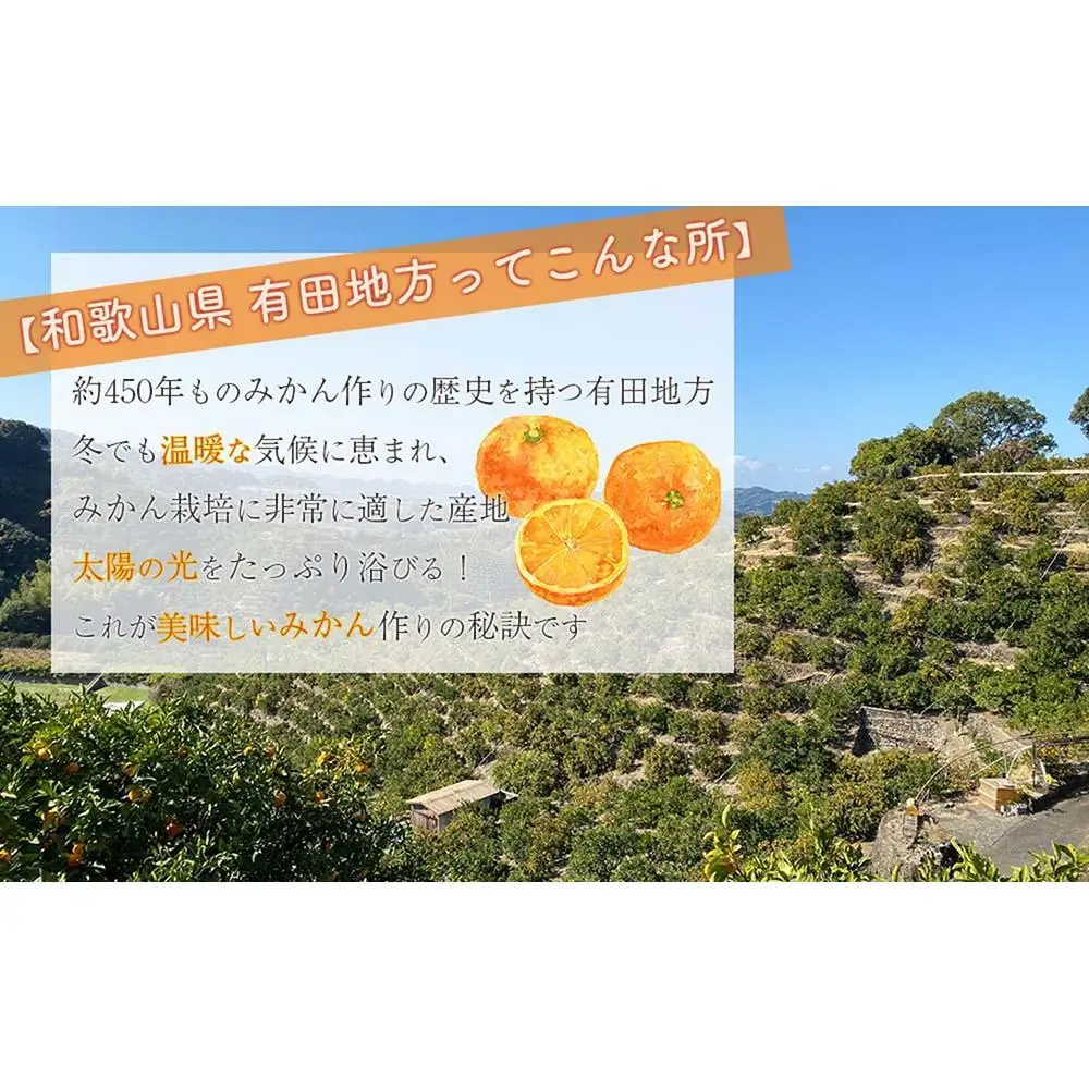 有田みかん 大粒 サイズ 2.5kg みかん 和歌山県産