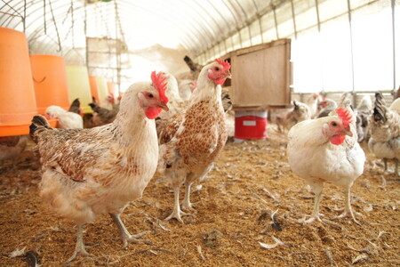 33-B 【6か月定期便】平飼い会津地鶏の卵 3kg（50～60個） ※沖縄・離島への発送不可