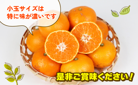 みかん 訳あり 小玉 温州みかん 早生 10kg 玉津柑橘倶楽部 訳あり B010-072030