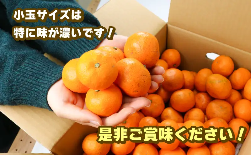 蜜柑 訳あり 小玉 温州みかん 南柑20号 10kg 玉津柑橘倶楽部 温州 みかん 小玉みかん 中生 甘い 果物 くだもの フルーツ 柑橘 mikan 愛媛蜜柑 愛媛みかん 愛媛ミカン ミカン わけあり サイズ 不揃い 産地直送 数量限定 国産 愛媛 宇和島 B010-072031