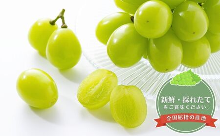 【2026年先行予約】シャインマスカット 約1kg ~ 1.2kg(2房 ~ 3房) | シャインマスカット