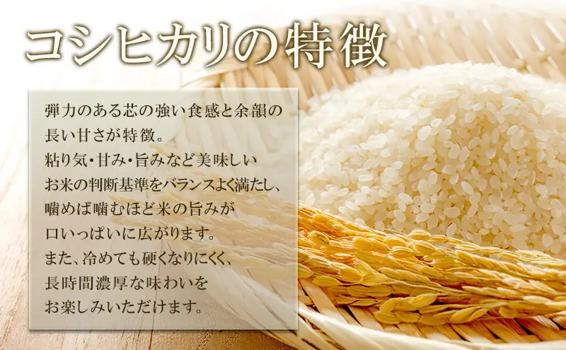 米 コシヒカリ 5kg お米 白米 精米 単一原料米 令和7年産 長野県産 長野 長野県 上田市