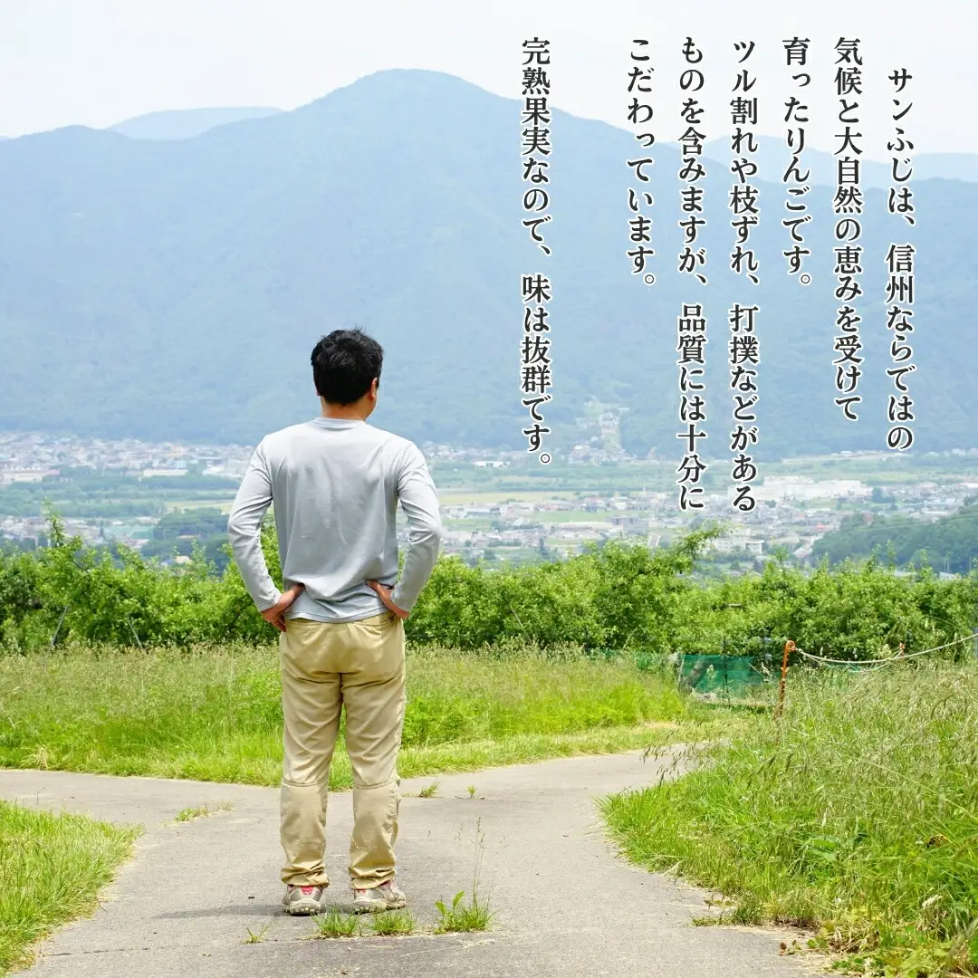 【2026年先行予約】りんご サンふじ 約10kg＜中島農園＞|りんご
