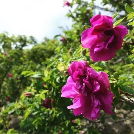 蓼科高原からお届けするローズボディソープ(泡タイプ380mL)薔薇の香りでリッチなバスタイム!_美容 石鹸・ボディーソープ  せっけん_【1514673】