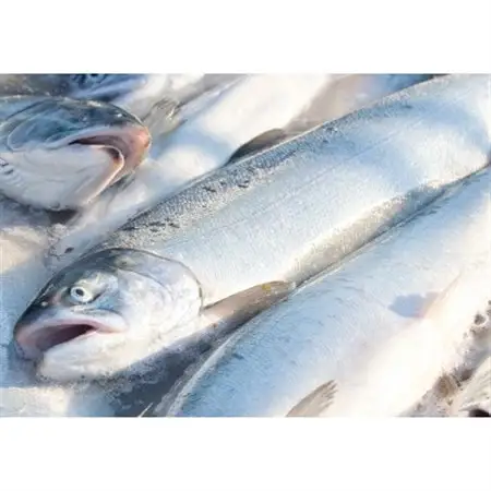 銀鮭ハラス・銀鮭カマ合計1kgのセット_魚介・海産物 鮭・サーモン 鮮魚 さけ サケ さーもん_【配送不可地域：離島】【1503659】