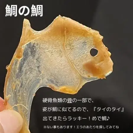 【活け締め】紀淡海峡の恵み・泉州みさき旬の魚/天然真鯛1尾_魚介・海産物 鯛 鮮魚 たい タイ_【配送不可地域：離島・北海道・沖縄県】【1495645】