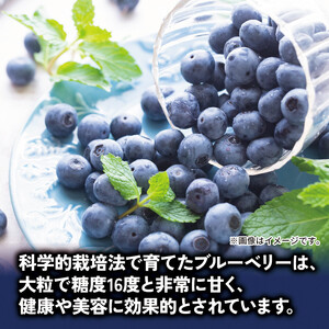 ブルーベリー 900g 大粒 【 ブルーベリー 】