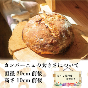 カンパーニュ パン 1ホール 果物入 パン パン パン パン