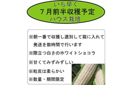 2026年夏発送【数量・期間限定】一足早く7月前半出荷予定 ふらの産 ホワイトとうきび10本［2L］ホワイトショコラ 富良野 北海道  とうもろこし 甘い 白 野菜 果物 朝採り