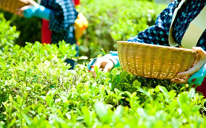早摘み煎茶いちばん星100ｇ入×3本　宇治茶の木谷製茶場　〈 煎茶 お茶 茶 緑茶 新茶 茶葉 お茶葉 早摘み いちばん星 宇治 〉 加工食品 