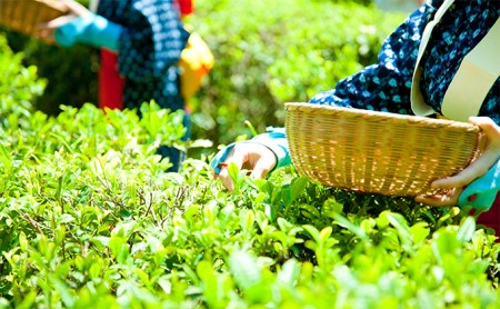 桜皮茶筒と最高峰煎茶と玉露のセット　宇治茶の木谷製茶場 〈 煎茶 玉露 宇治茶 茶 お茶 緑茶 茶葉 お茶葉 最高峰 濃厚 最上級 高級 桜皮 セット 茶筒 保存缶 宇治 〉 加工食品 