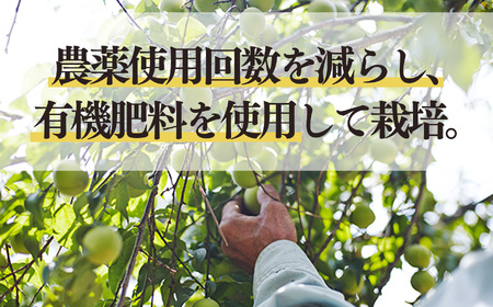 【堀内果実園】【訳あり】特別栽培・大切に育てた完熟南高梅（5kg） | 果実 旬 奈良県 五條市
