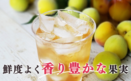 【堀内果実園】特別栽培・青梅・訳あり・B 品（5kg） | 果実 旬 奈良県 五條市