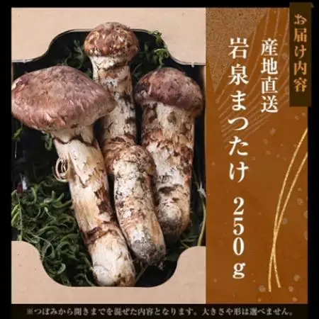 【2026秋発送】≪産地直送≫　岩泉まつたけ 250g_野菜 松茸 きのこ まつたけ マツタケ_【配送不可地域：離島】【1423712】