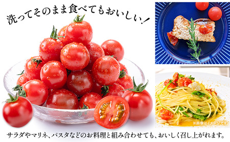 ミニトマト とれたてミニトマト 2kg トマト 野菜 サラダ ダイエット おやつ パスタ マリネ 有機肥料 ミニトマト宮本《30日以内に出荷予定(土日祝除く)》 熊本県 長洲町 送料無料 トマト とまと 野菜 国産 熊本県産
