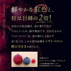 【先行予約】ルビーロマン 1房 500g（2026年8月中旬～9月上旬頃順次発送） ぶどう ブドウ 大粒 先行予約 予約 冷蔵配送 くだもの 果物 フルーツ ご当地 食品 F6P-2104