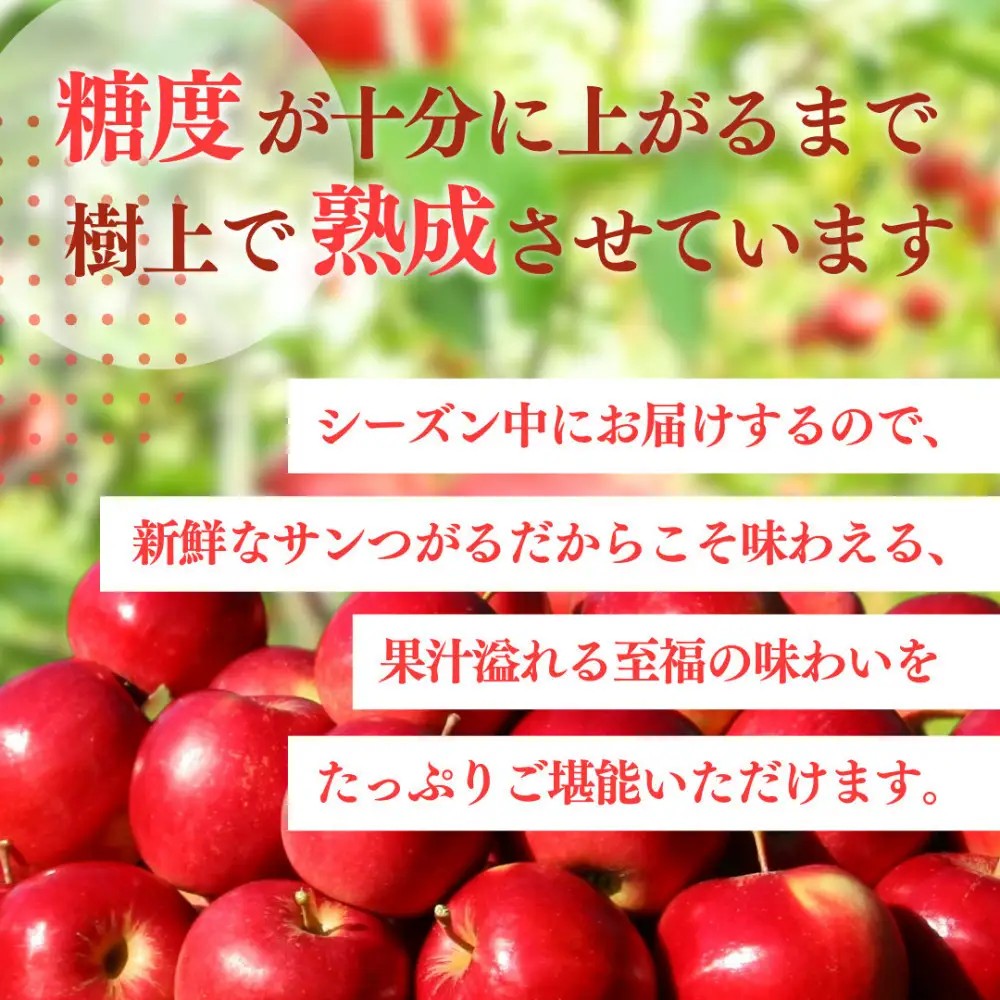 【8月下旬発送 先行予約】樹上熟成　サンつがる 5kg | りんご サンつがる 