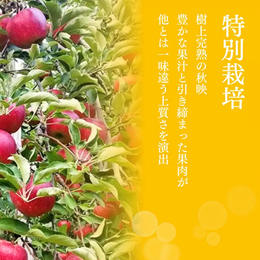 【10月上旬発送 先行予約】樹上熟成　秋映 3kg | りんご 秋映 りんご