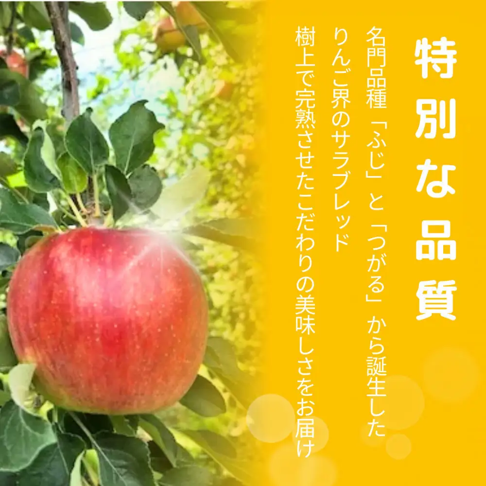 【10月中旬発送 先行予約】樹上熟成　シナノスイート 5kg | りんご シナノスイート りんご