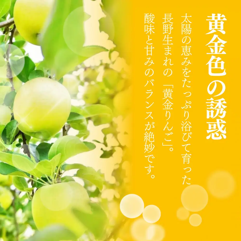 【10月中旬発送 先行予約】樹上熟成　シナノゴールド 3kg