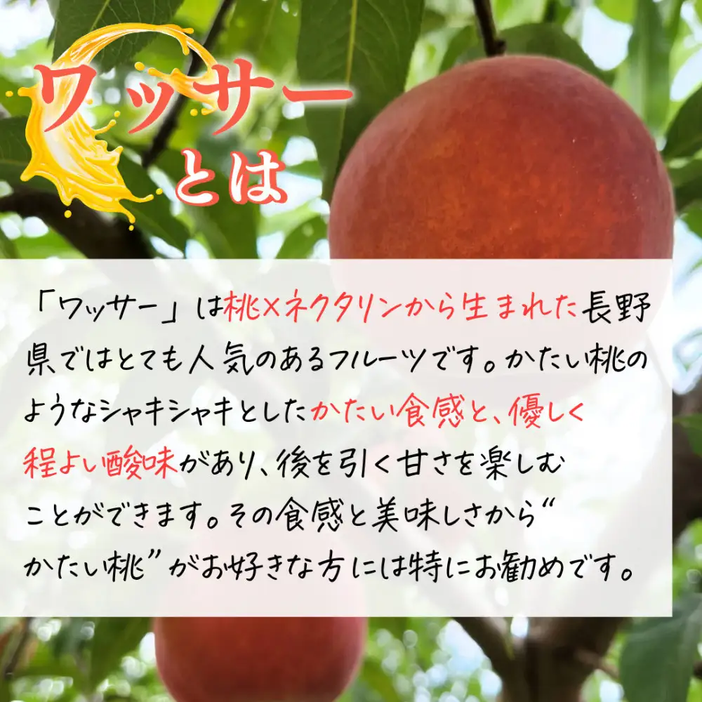 【8月上旬発送 先行予約】スイートリッチ 3kg(中生ワッサー） | ワッサー 桃 希少品種 ネクタリン