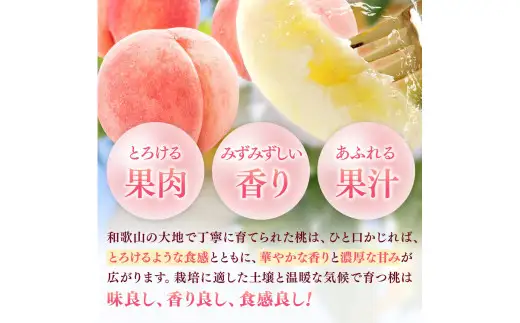 【先行予約】和歌山県産の 桃 6～8個(2kg) / もも モモ 甘い フルーツ 果物 くだもの 厳選 ※2026年7月上旬～8月上旬発送 ※北海道・沖縄・離島配送不可 【eiw501-momo-2】