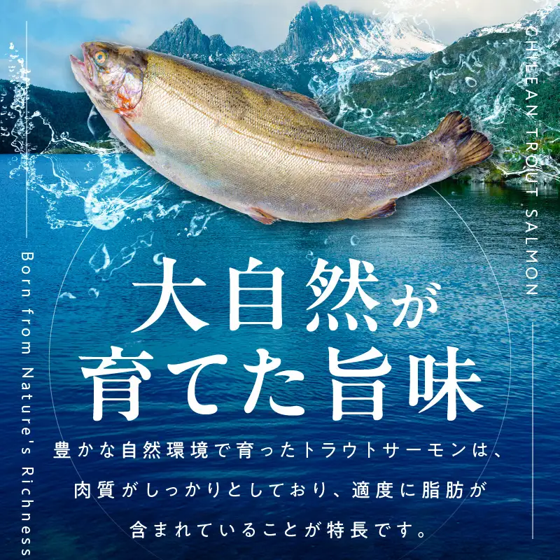 【期間限定】お刺身用 サーモン 2kg ブロック 小分け 約250g×8P ポーション 柵 訳あり サイズ不揃い