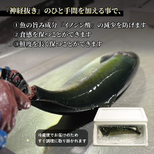 活じめ！神経抜き！ひらまさフィレ半身1枚（約0.9～1.3㎏） | 刺身 さしみ お刺身 刺身 さしみ お刺身 刺身 さしみ お刺身 魚介 海の幸 冷蔵 ひらまさ ヒラマサ 愛媛県 松山市【KHN0102】
