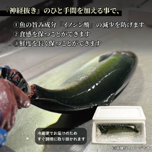 活じめ！神経抜き！ひらまさフィレ1尾分（約1.8～2.6㎏） | 刺身 さしみ お刺身 刺身 さしみ お刺身 刺身 さしみ お刺身 魚介 海の幸 冷蔵 ひらまさ ヒラマサ 愛媛県 松山市【KHN0112】