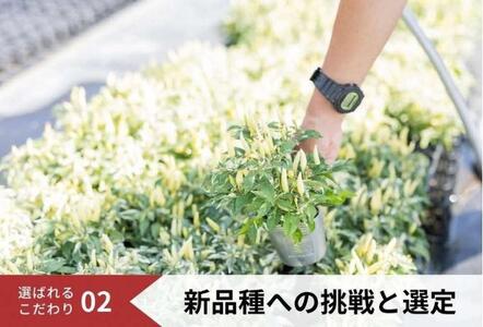 花 定期便 3ヶ月季節の花苗 セット 花き品評会理事長賞受賞 花苗 生産者直送 庭季節の花苗セット ガーデニング 花壇 苗 苗木 花の苗 花の苗物 定期 お楽しみ 3回 お届け 