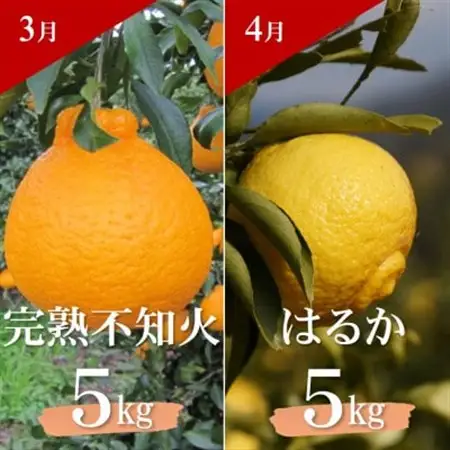 【発送月固定定期便】季節の柑橘定期便(ゆら早生みかん・完熟みかん・不知火・はるかみかん)全4回【配送不可地域：離島・北海道・沖縄県】【4052675】