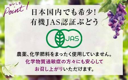【先行予約】【農薬・化学肥料不使用】高級ぶどう 1房（600-700g） フルーツ ぶどう 葡萄 ブドウ ピオーネ 有機 無農薬 山口県 山陽小野田市 ふるさと納税 F6L-920