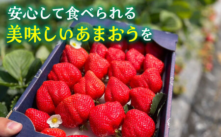 【先行予約】津田くん農園のあまおう 1kg [VDG001] 苺 いちご あまおう