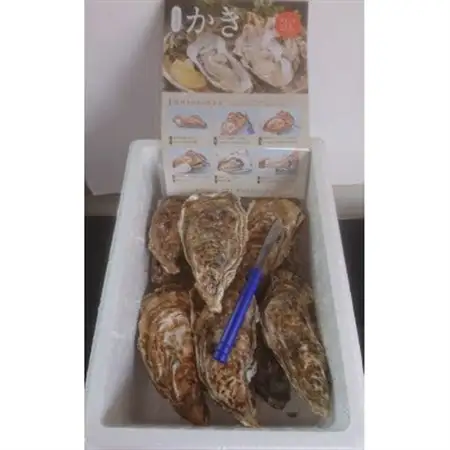 仙鳳趾名産 牡蠣 200～249g×10個+かきナイフ付K4-5_せんぽうし 牡蠣 生食用 殻付き 牡蠣 絶品 産地直送 北海道 釧路町 釧路超 特産品 _【配送不可地域：離島・沖縄県・信越、北陸・東海・近畿・中国・四国・九州】【1294864】